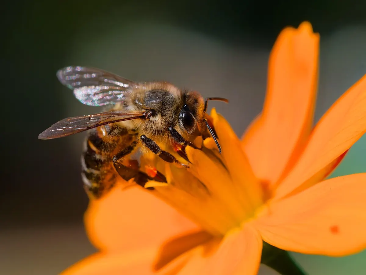 Beginner's Guide to Starting a Pollinator Garden in a Small Backyard