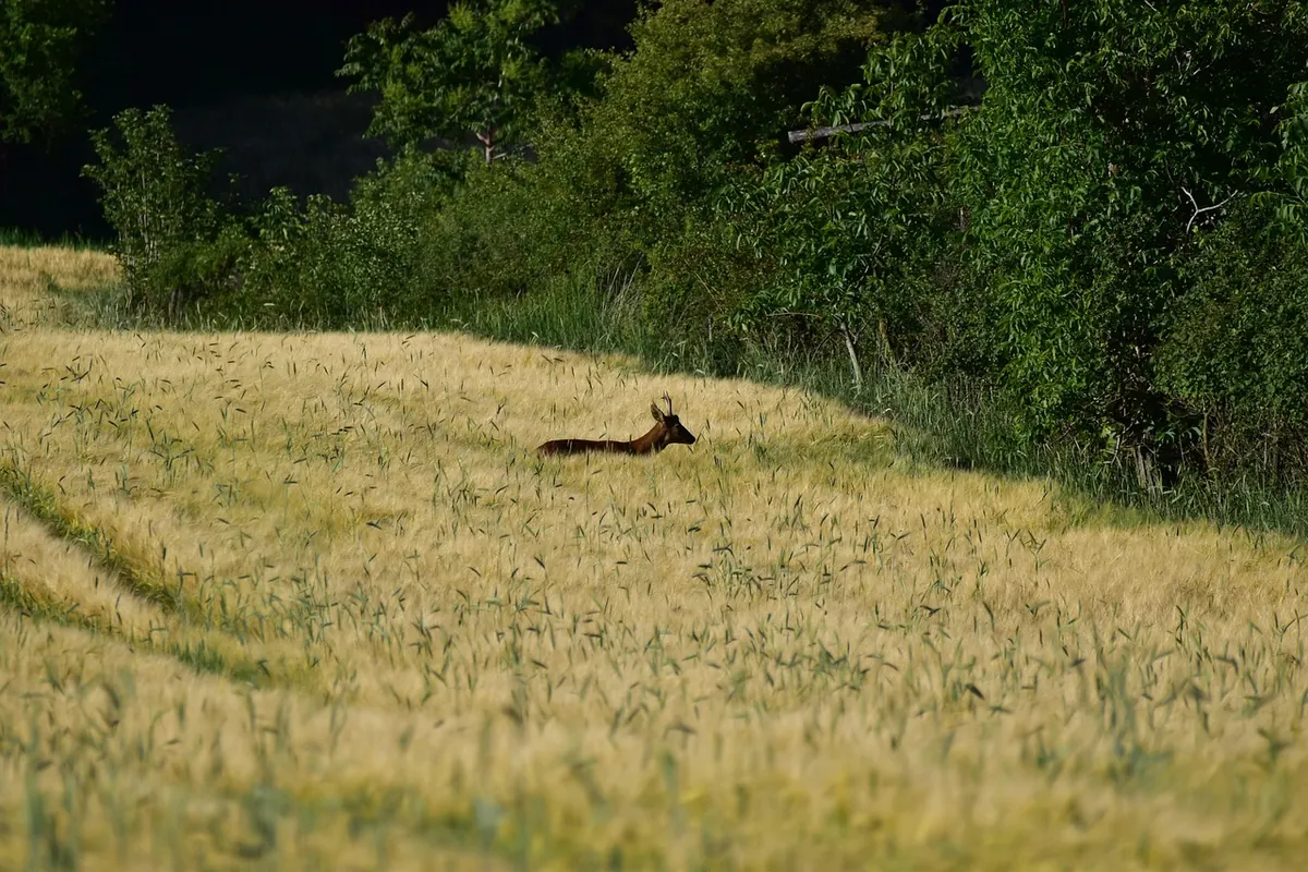 Common Mistakes When Living with Wildlife in Rural Areas
