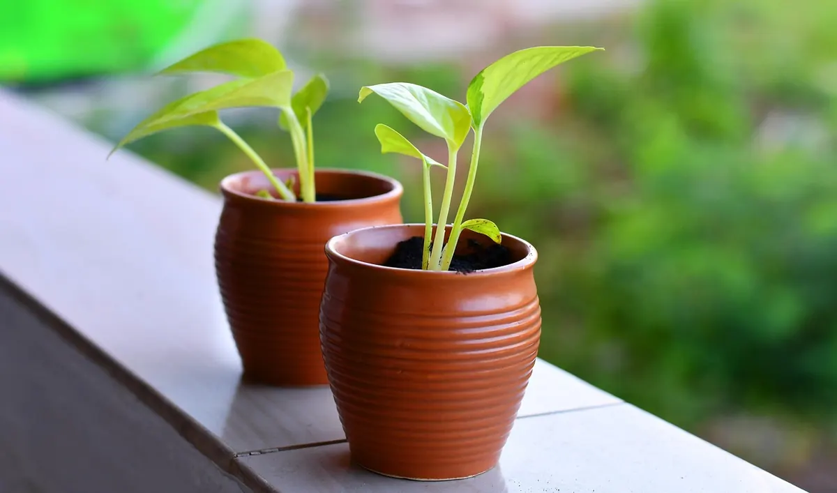 Common Mistakes When Transplanting Wildflower Seedlings