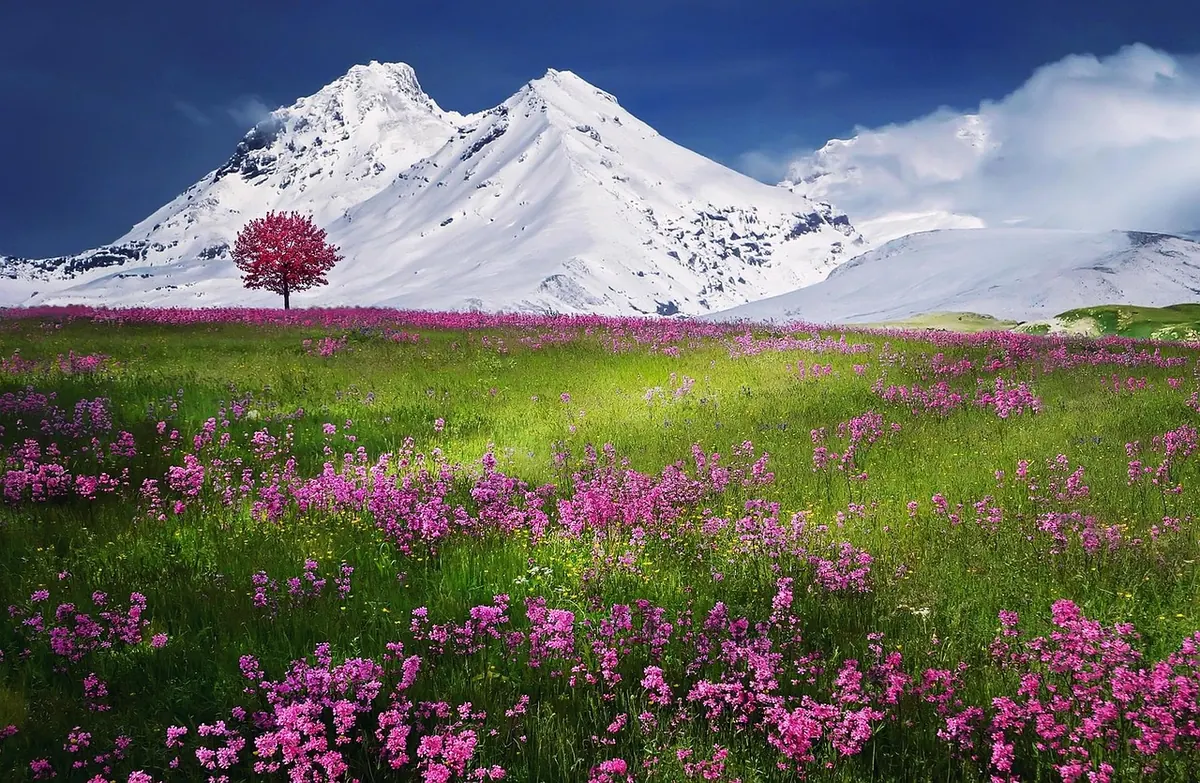How to Identify 10 Common Spring Wildflowers by Leaf and Bloom Shape